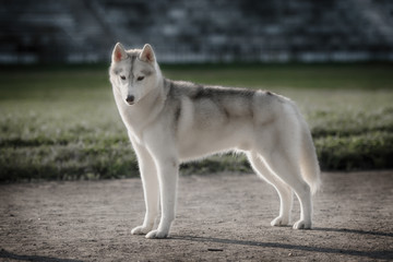 Naklejka na ściany i meble A husky wolf dog portrait