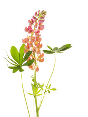 lupine flower on a white background