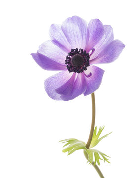 Fototapeta anemone flower