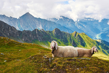 Alpejskie Owce w Edelhutte, Sheep rest in the mountains, the Alps, Edelhutte - obrazy, fototapety, plakaty