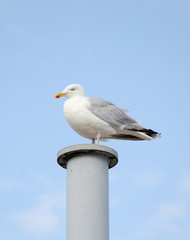 Möwe