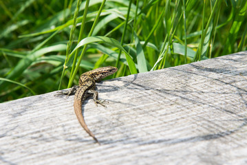 Lizard running on wood