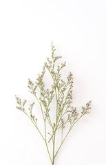 Caspia for Filler Flowers on white background
