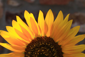 halbe Sonnenblume horizontal