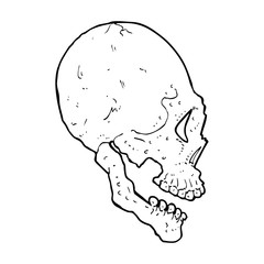 skull illustration