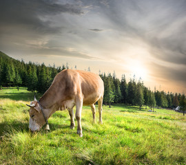Beige cow on pasture