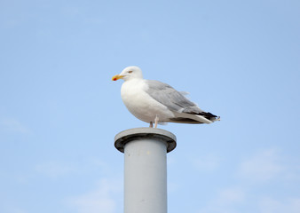 Obraz premium Möwen