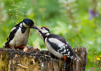 Adult Great Spotted Woodpecker feeds baby bird on feeder