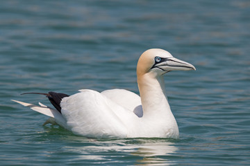portrait of the Northern Gannet