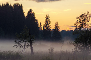 Trees in the evening fog. Russian nature