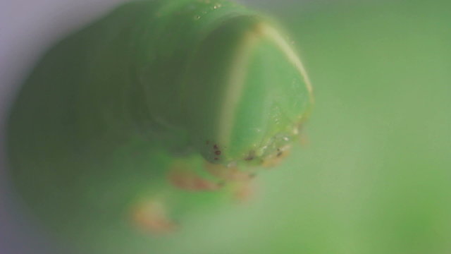 Caterpillar of Mimas tiliae