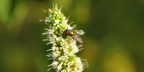Mouche verte Lucilia sericata butine une fleur de menthe