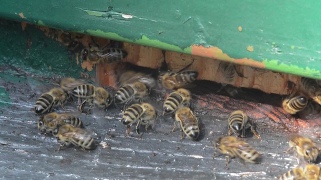 Bees at the beehive