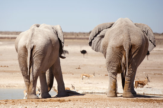 Elefanten in der Etosha