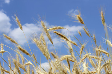 Obraz premium Ears of wheat