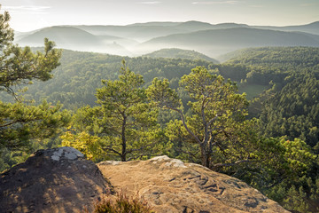 Fototapeta premium Pfälzerwaldpanorama im Morgenlicht
