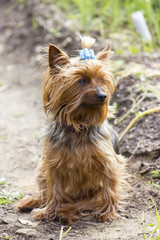 Yorkshire terrier on a walking