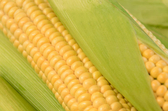 Fresh ripe corn cob between green leaves