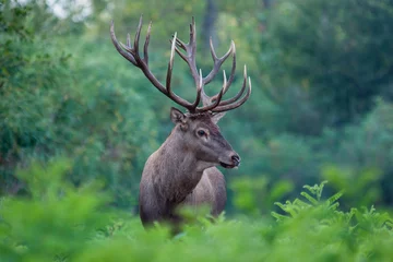 Fototapeten Großer Rotwild-Hirsch in einem Wald. © sindler1