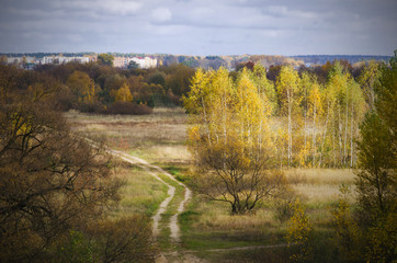Autumn forest landscape. Borisov. Belarus.