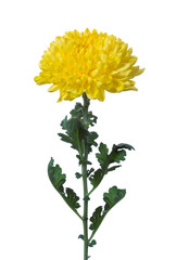 yellow chrysanthemum