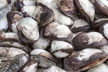 Clams mercenaria mercenaria