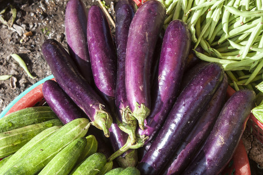 Aubergines Solanum melongena or eggplants