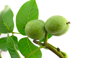 green walnuts on a white background