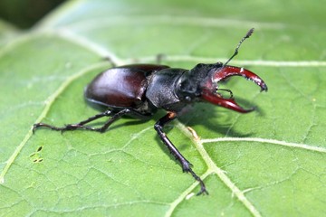 Stag-beetle