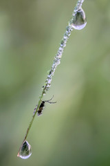 Insect on blade of grass with dewdrops.