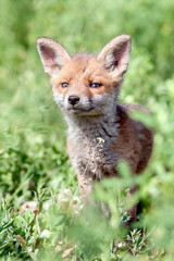Red fox cub in the meadow.