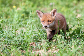 Red fox cub in the meadow.