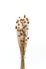 dry grass flower on white background