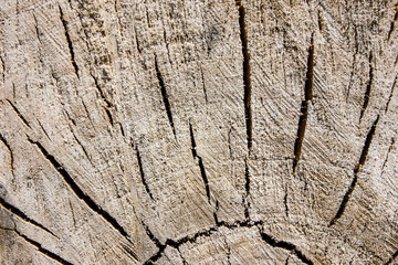 Dry tree section texture.