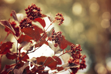 abstract autumn background branch plant