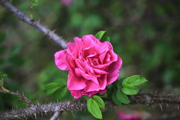rose hips in the garden of a thorn bush and spikes summer