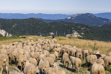Fototapeta premium Sheep on mountains