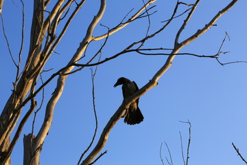 silhouette ravens on the old dried up tree twilight halloween