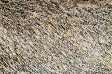Boar fur texture.