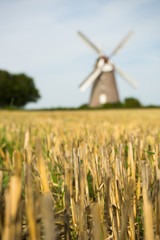 Wheat Field with Windmill in Background