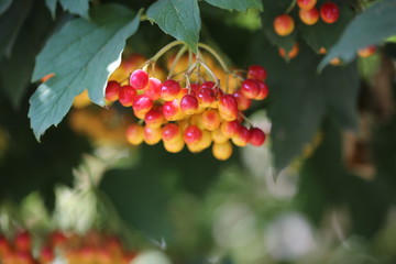 bunches of viburnum berries