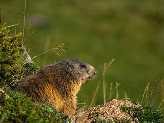 Naklejka na ściany i meble Curious marmot looking out on the Alps - 1