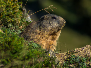 Naklejka na ściany i meble Curious marmot looking out on the Alps - 2