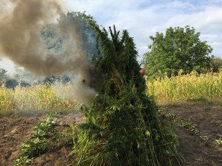 bonfire with cannabis