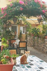 Ginger kitten inside Greek traditional patio with garden flowering plants © nkarol