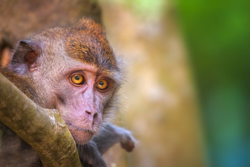 Crab-eating macaque, long-tailed macaque, Macaca fascicularis