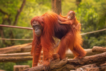 Young orangutan is sleeping on its mother - obrazy, fototapety, plakaty