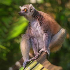 Ring-tailed lemur sun-loving primates sitting among trees