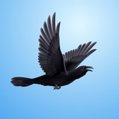 Black raven on blue background