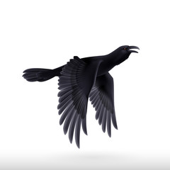 Black raven on white background